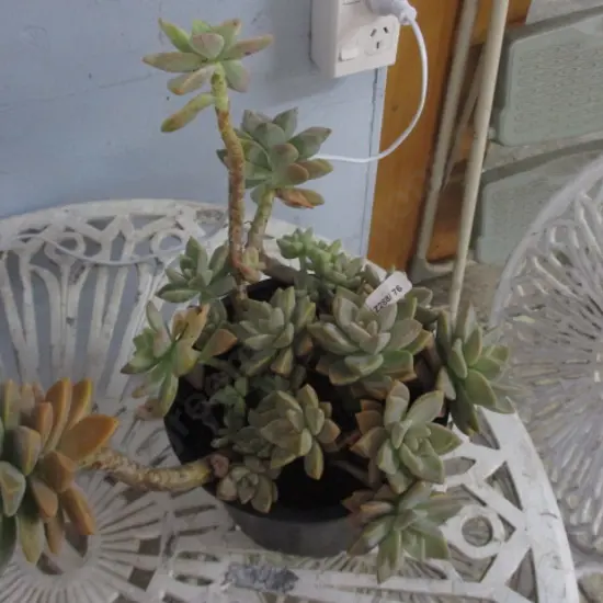 Succulant