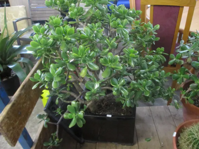 Large Jade Tree Image 1++