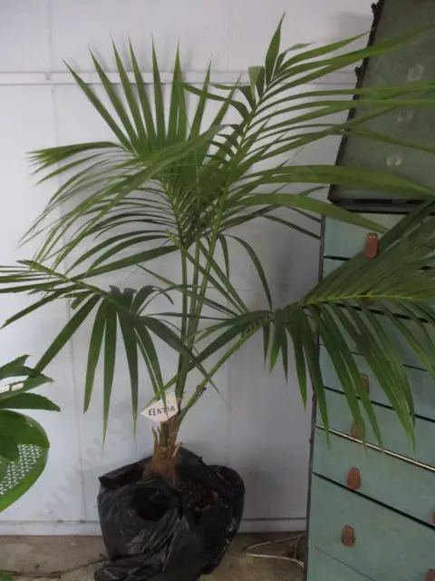 Kentia Palm Image 1++