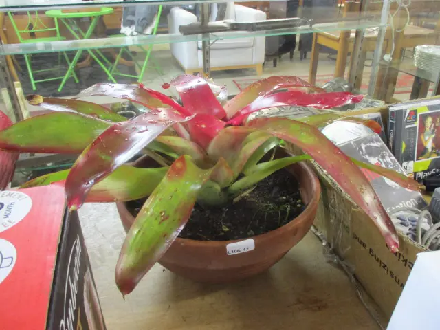Bromiliad Image 1++