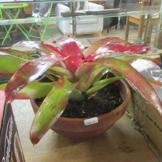 Bromiliad