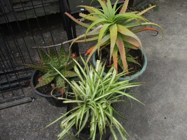 Plants Image 1++