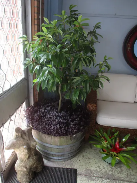 Barrel of Magnolia Image 1++