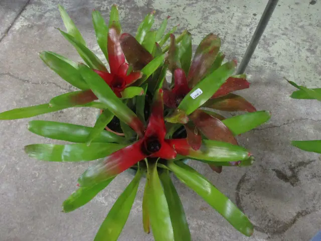 Bromiliad Image 1++