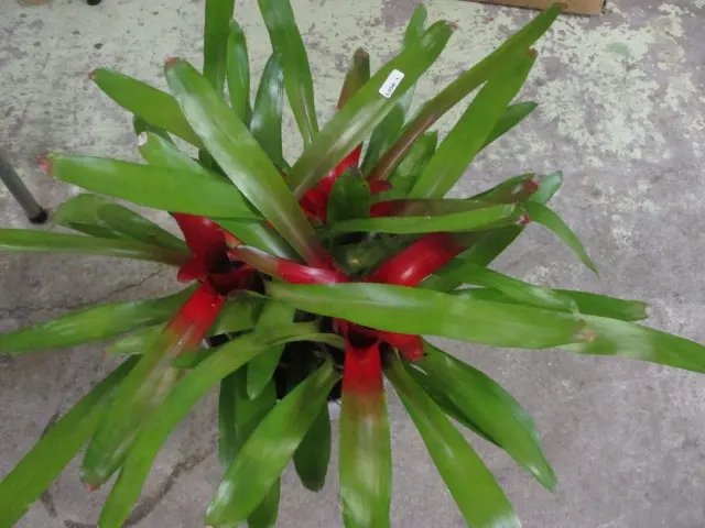 Bromiliad Image 1++