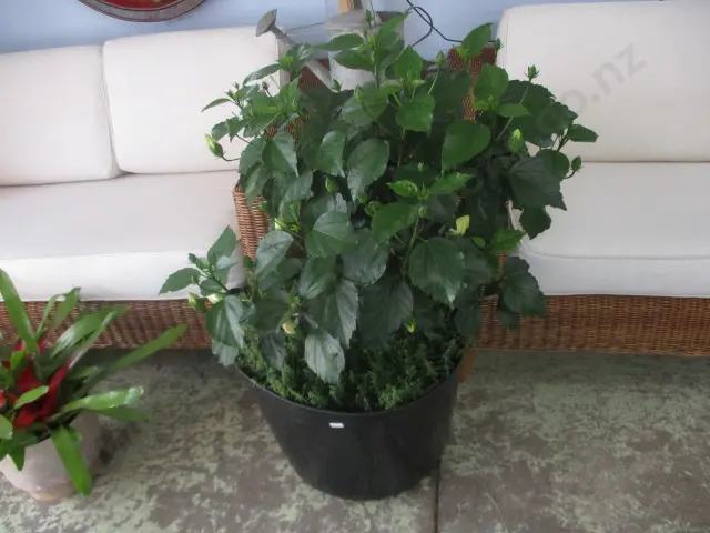 Potted Hibiscus Plant Image 1++