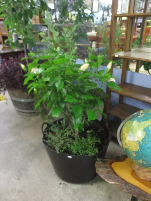 Potted Hibiscus Plant Image 1++