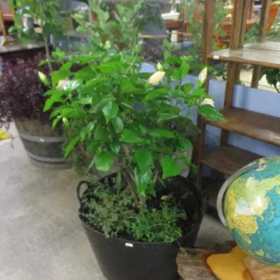 Potted Hibiscus Plant