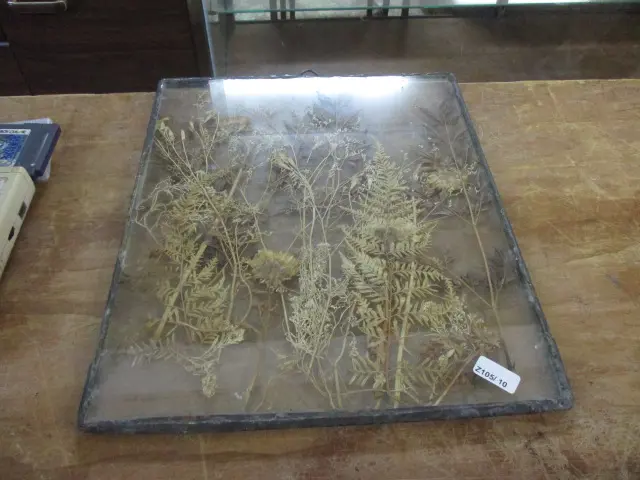 Pressed Ferns Image 1++