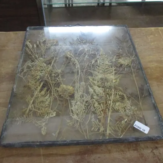 Pressed Ferns