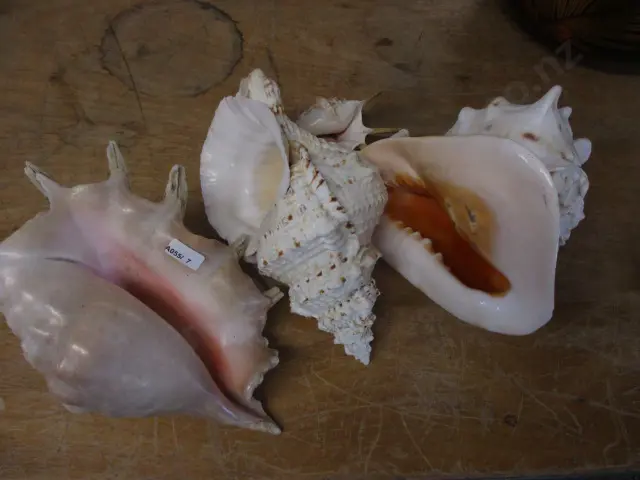 Seashells Image 1++