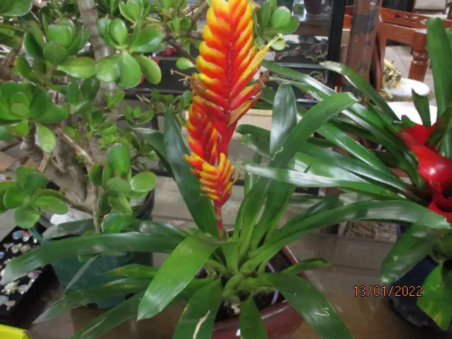 Bromiliad Image 1++