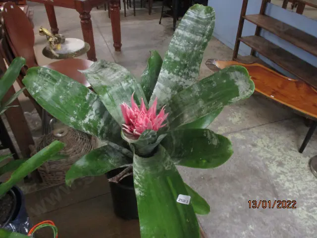 Bromiliad Image 1++