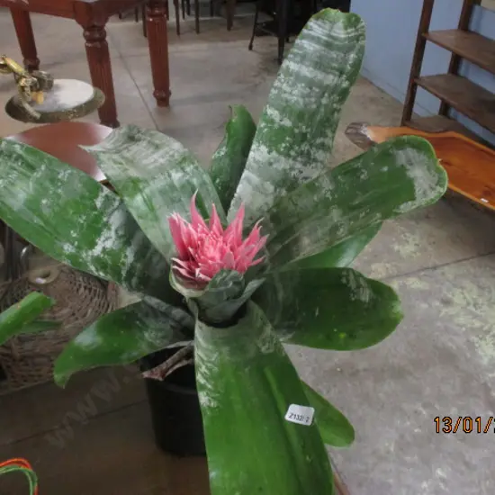Bromiliad