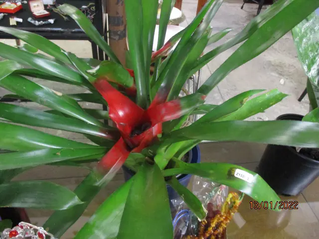 Bromiliad Image 1++