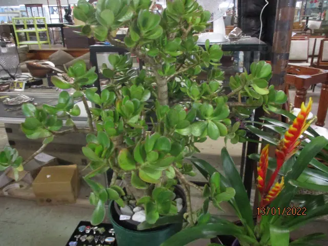Jade Tree Image 1++