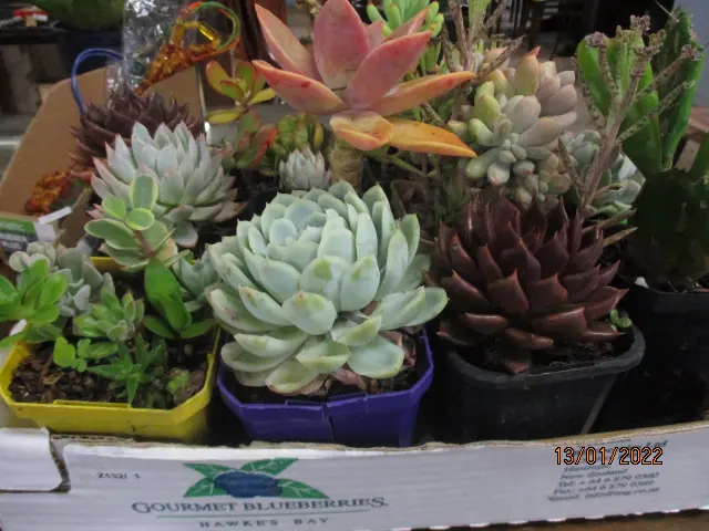 Succulents Image 1++