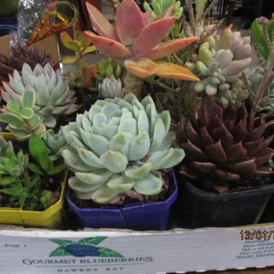 Succulents