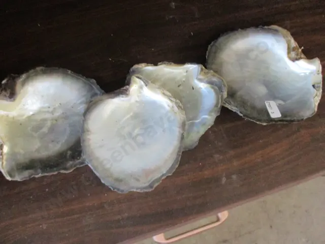 MOP Shells Image 1++