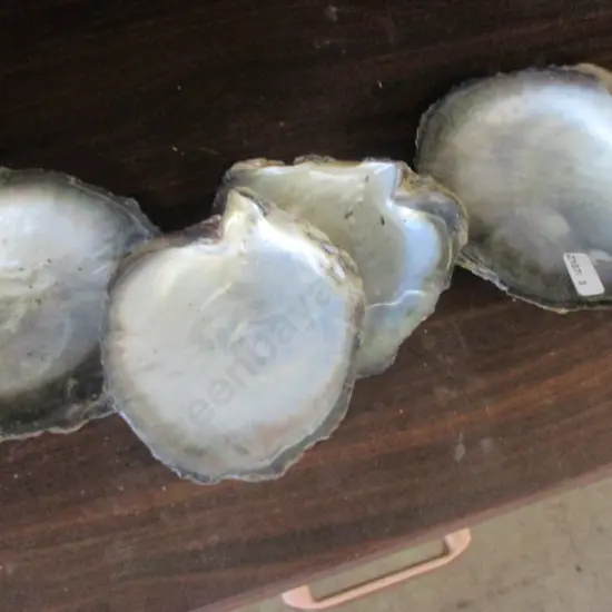 MOP Shells