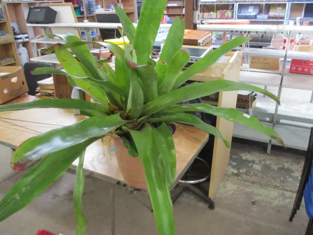 Bromiliad Image 1++