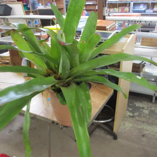 Bromiliad