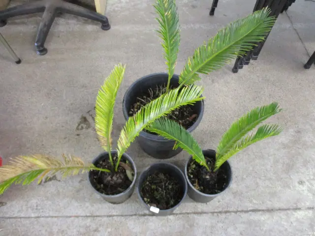 Palms Image 1++