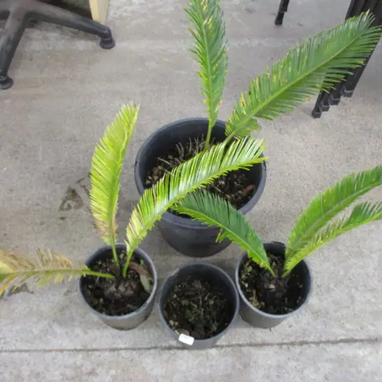 Palms