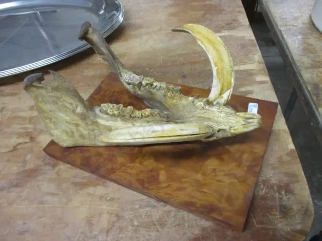 Wild Boar Jaw 1920s Image 1++
