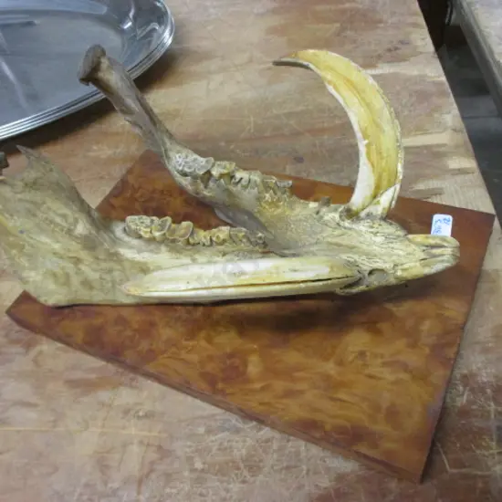 Wild Boar Jaw 1920s