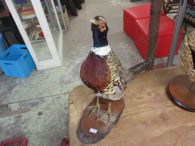 Taxidermy Pheasant Image 1++