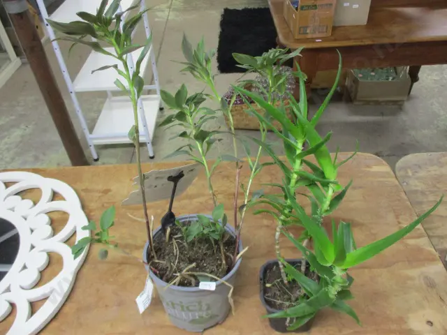 Plants Image 1++