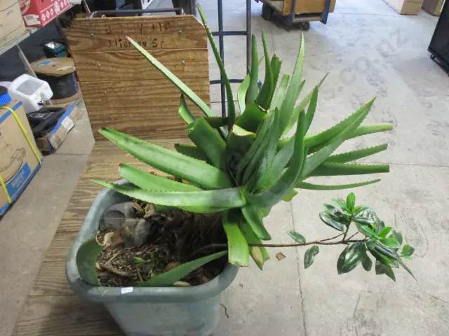 Plant Image 1++