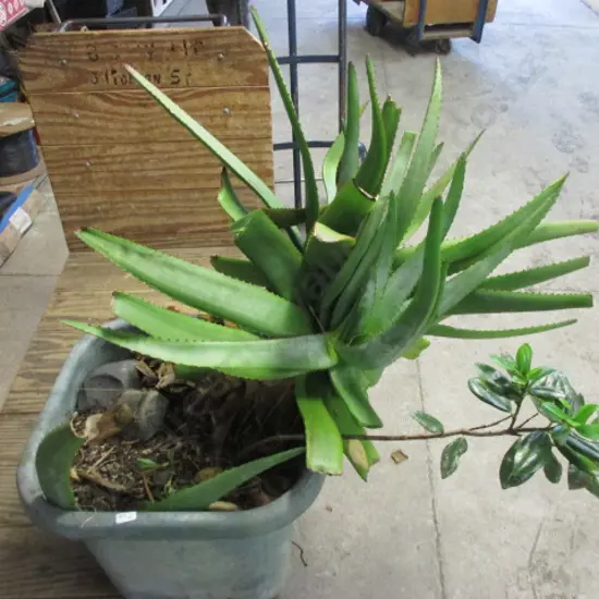 Plant