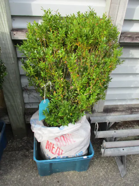 Shrub Image 1++