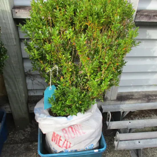 Shrub
