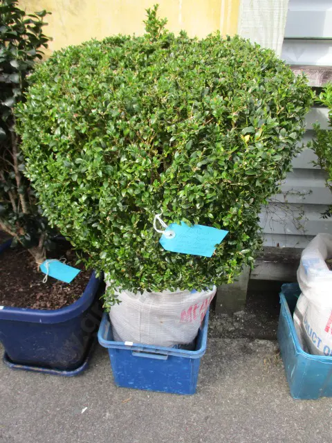 Shrub Image 1++