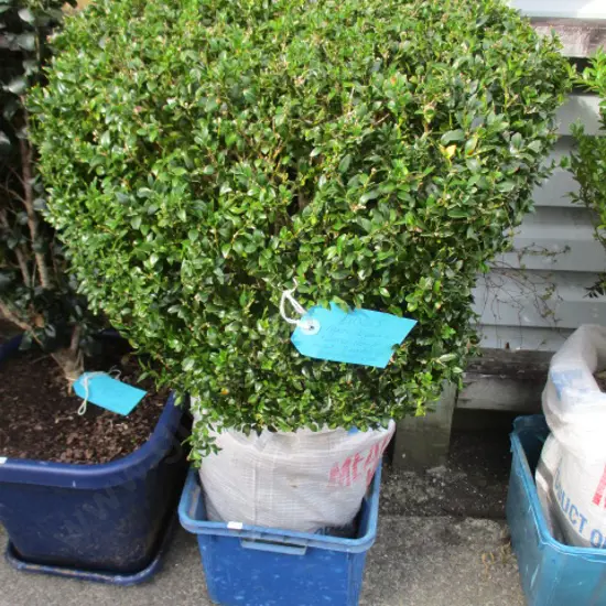 Shrub