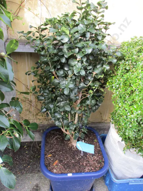 Shrub Image 1++