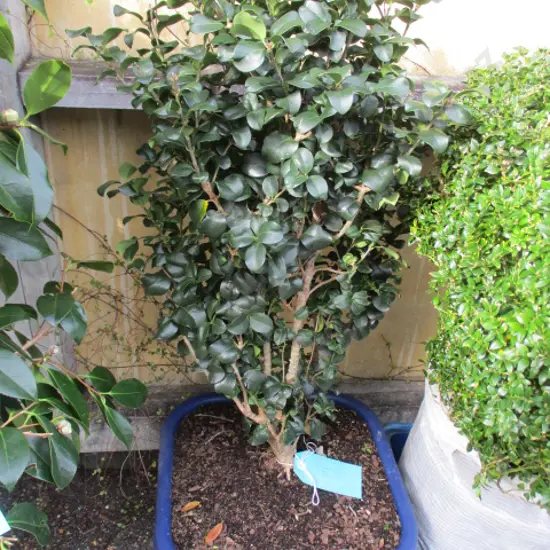 Shrub