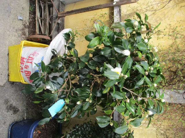 Shrub Image 1++