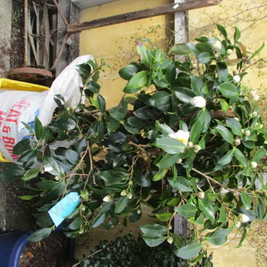 Shrub
