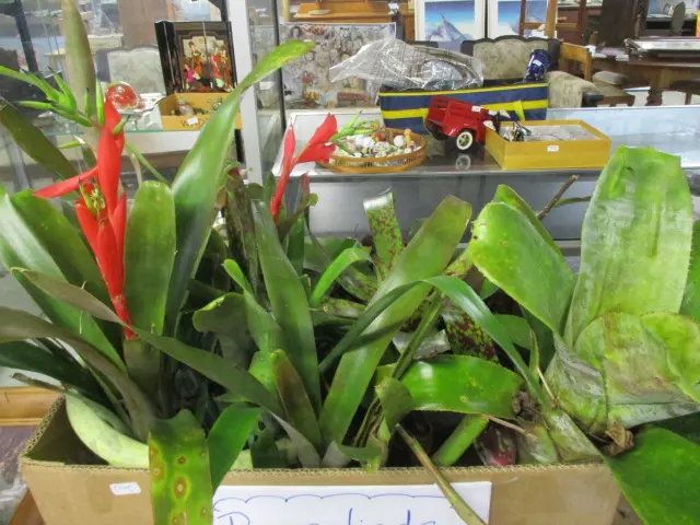 Bromiliads Image 1++