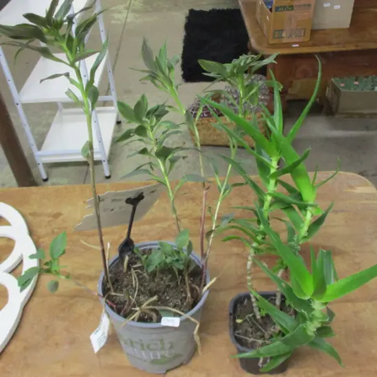Plants