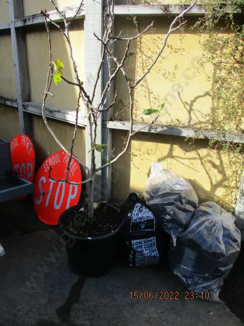 Fig Tree and Pots Image 1++