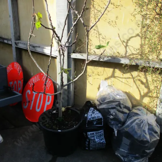 Fig Tree and Pots