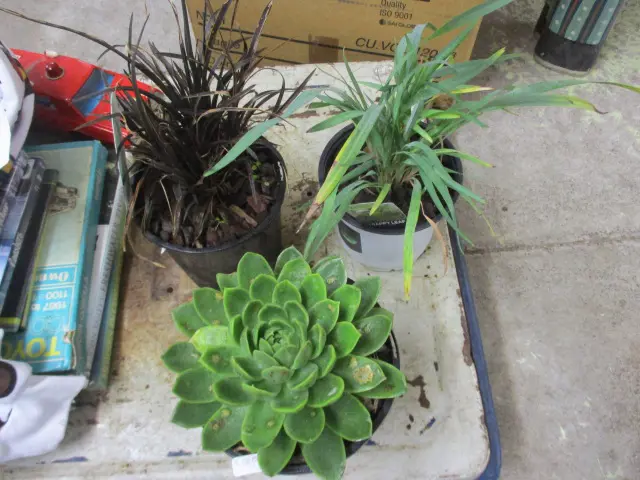 3 Plants Image 1++