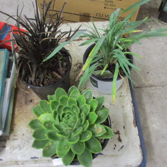 3 Plants
