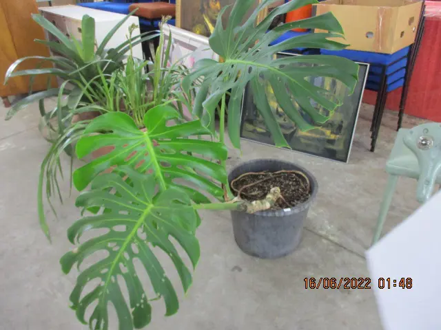 Monstera Image 1++