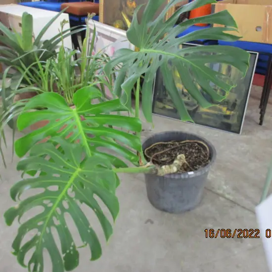 Monstera